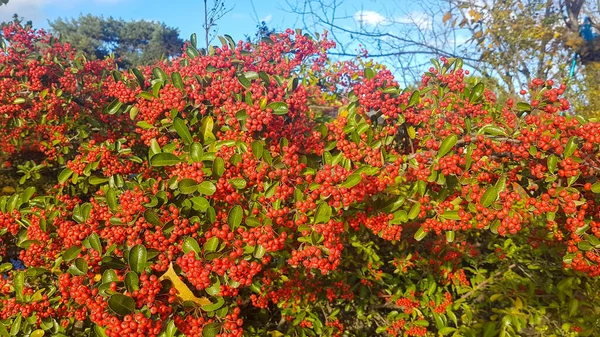 植物から出る準備ができている種子 — ストック写真