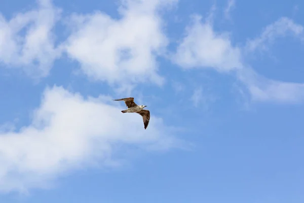 海鸥带着云彩在蓝天中飞翔 — 图库照片