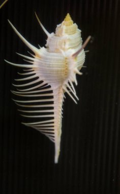 İnce dikenli korumalı güzel deniz kabuğu.