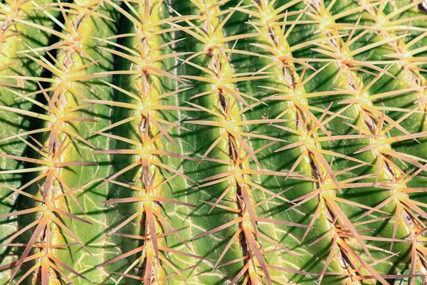 Echinocactus Grusonii Cacto Chamado Assento Sogra — Fotografia de Stock