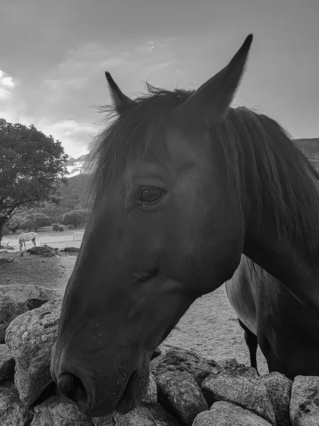 Schöner Pferdekopf Schwarz Und Weiß — Stockfoto