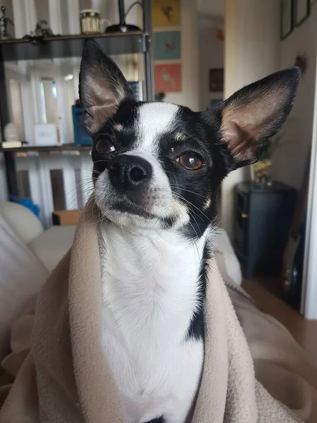 Schwarz Weißer Chihuahua Mit Braunem Fell — Stockfoto