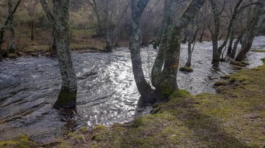 Rio nehir yatağındaki ağaçlarla