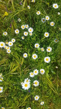 Tarlada güzel beyaz papatyalar
