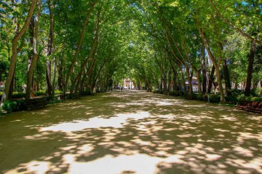 Ağaçlarla dolu bir parkta yol
