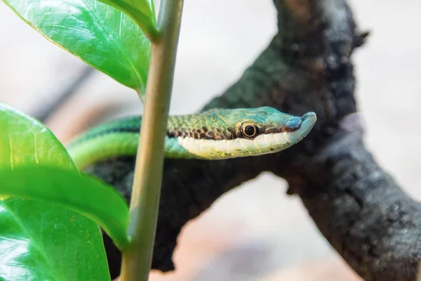 Rinoceronte Serpiente Rhynchophis Boulengeri —  Fotos de Stock