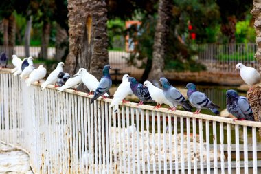 Beyaz ve gri güvercinler parkın korkuluklarına tünemişti.