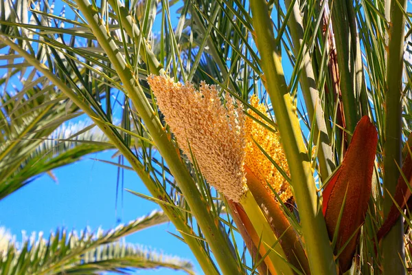 Sementes Palma Entre Folhas — Fotografia de Stock