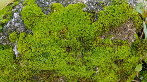 Detalle Musgo Sobre Rocas Húmedas — Foto de Stock