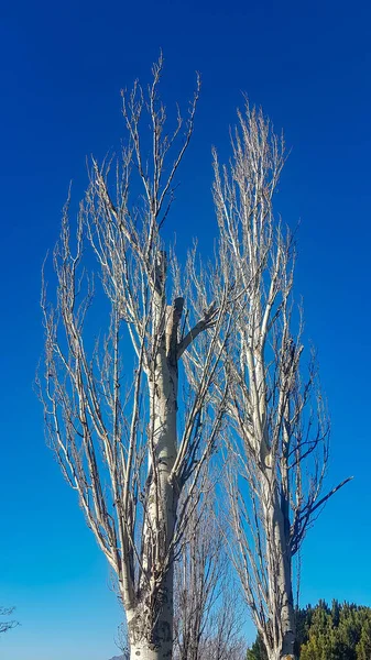 Árbol Seco Campo Con Cielo Azul Fondo —  Fotos de Stock