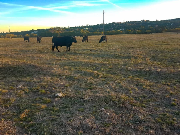Campo Atardecer Lleno Vacas Toros Negros — Foto de Stock