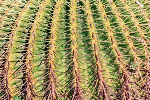 Echinocactus Grusonii Cactus Called Mother Law Seat — Stock Photo, Image