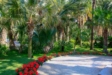 Ağaçlarla dolu bir parkta yol
