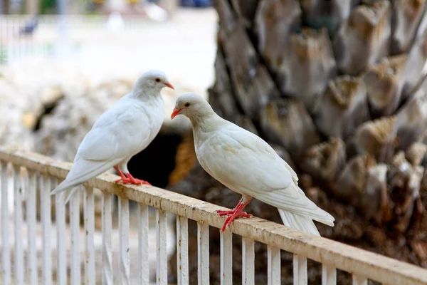 Palomas Blancas Grises Posadas Sobre Barandilla Parque —  Fotos de Stock