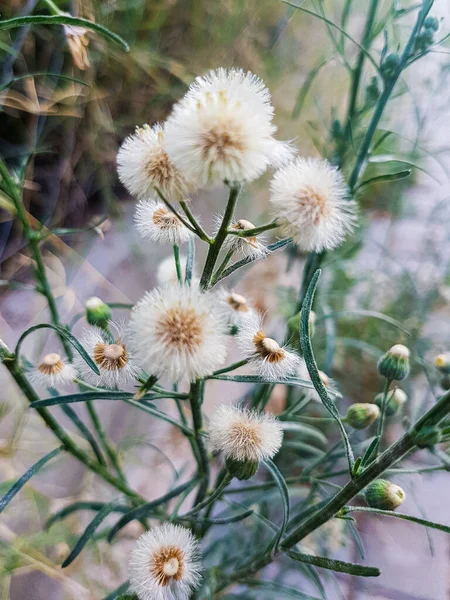 Sementes Voadoras Agradáveis Planta Taraxacum Officinale — Fotografia de Stock