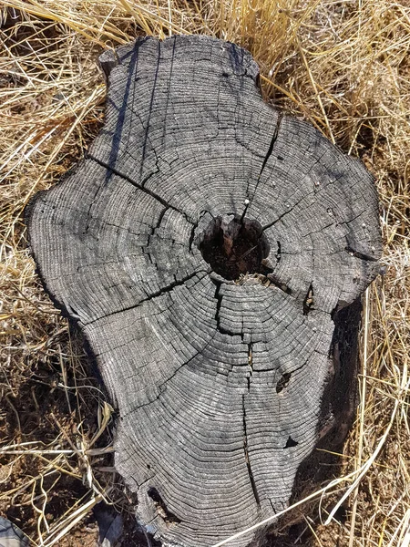 Ringe Eines Abgeschnittenen Trockenen Baumstammes — Stockfoto