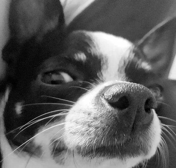 Zwart Wit Chihuahua Met Ironische Uitdrukking — Stockfoto