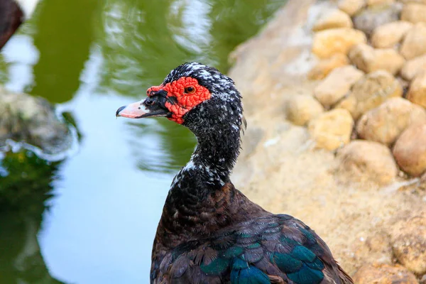 Pato Preto Com Máscara Vermelha — Fotografia de Stock