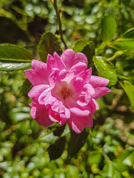 Mooie Bloemen Met Roze Bloemblaadjes — Stockfoto