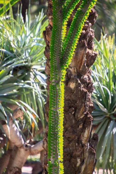 Stor Kaktus Euphorbia Trigona — Stockfoto