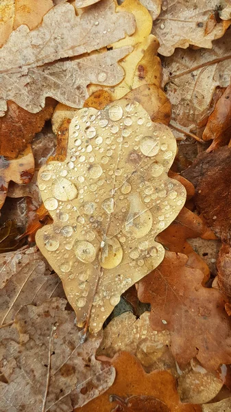 Dry Leaves Autumn Dew Drops — Stock Photo, Image