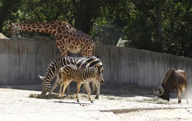 Genç zebra çalışan ve zürafalar arasında atlama