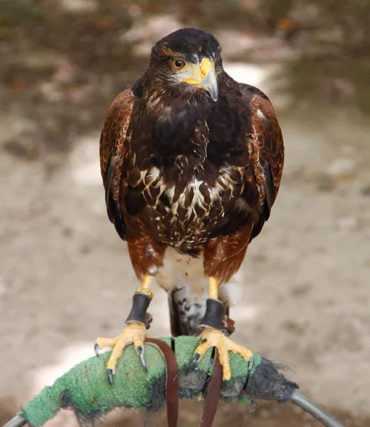 Close up of a beautiful eagle — Stock Photo, Image