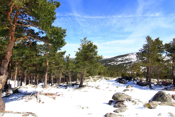 Bosques de pinos en las montañas con mucha nieve —  Fotos de Stock