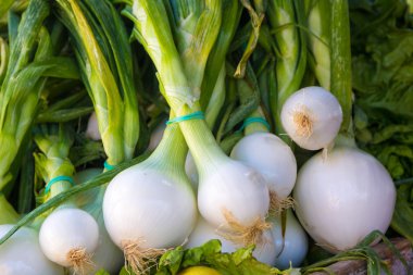 Allium cepa kaynaklanıyor ve soğan alan getirdi