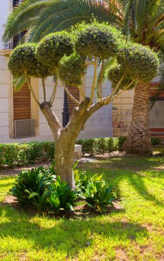 bir park alanlarında budanmalıdır ağaç