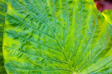 Dev Taro yaprakları (Alocasia)