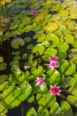 arka plan Lotus çiçeği bir su birikintisi veya Gölü