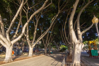 bitki örtüsü ve bahçeleri Park Nicolas Salmeron Almeria, İspanya