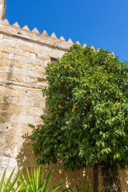 Kordon şehrin sokaklarında normal badanalı evler