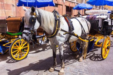 Arabaları Seville, Spai oldukça tipik Endülüs atlarla