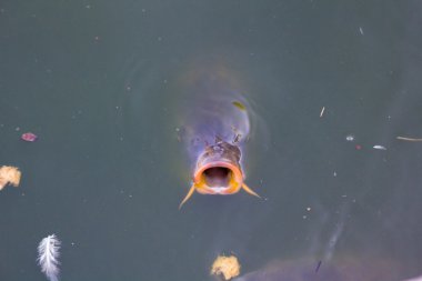 büyük balık ile açık ağız için gıda (Panga bekleyen yüzeyi