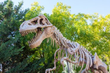 iskelet bir dinozor Tyrannosaurus Rex