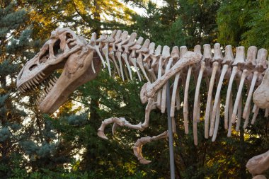 iskelet bir dinozor Tyrannosaurus Rex