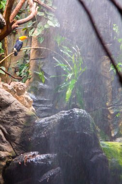 Tucan Toco (Ramphastos toco)