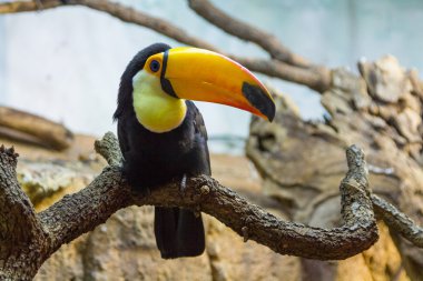 Tucan Toco (Ramphastos toco)