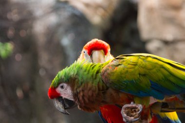 Çok renkli papağan güzel Çift