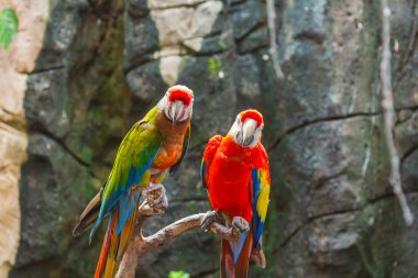 Çok renkli papağan güzel Çift