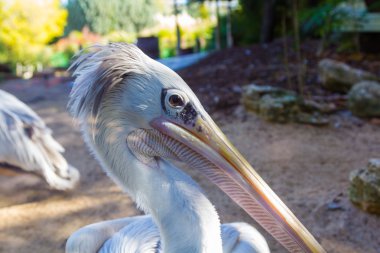 Gri Pelikan (Pelecanus rufescens)