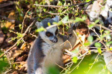 Kuyruklu Maki ya da beyaz açık (Lemur catta)