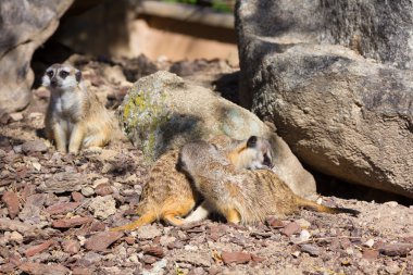 çöl faresi (suricata suricatta)