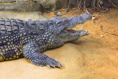 ile onun büyük dev Nil timsahı (Crocodylus niloti ağzı açık