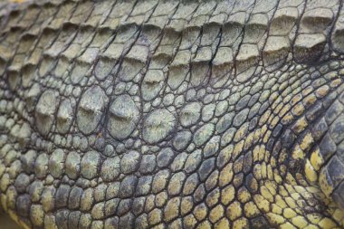 ayrıntılı bir dev Nil timsahı (Crocodylus ni sert cilt