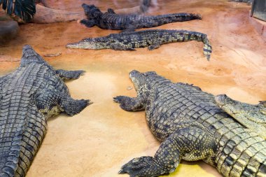 Grup (Crocodylus niloticus dinlenme tehlikeli Nil timsah