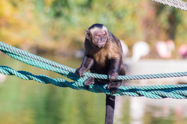 Capuchin monkey walking on a rope (Cebus apella) clipart
