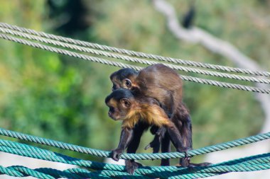 Biraz ip üzerinde yürüyen capuchin maymunu arkasına (Ceb